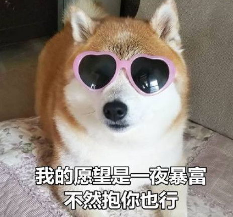 最近求抱柴犬火了我的愿望是一夜暴富,不然抱你也行