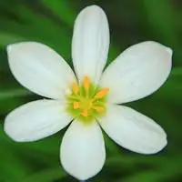 50岁淡雅头像微信花朵福气