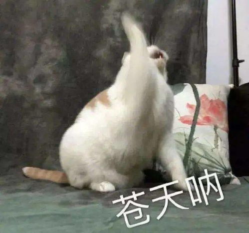 重大更新微信上线新模式,3项功能这类人不能用网友炸锅了