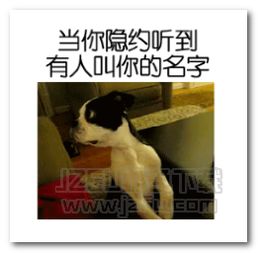 疯狂的动物表情包奇葩