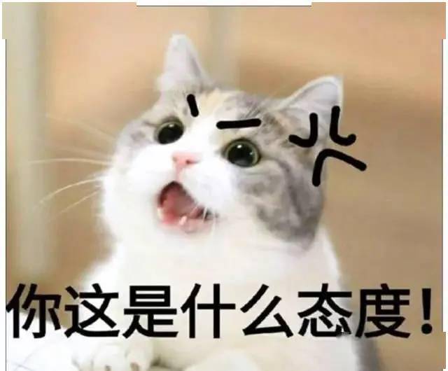猫咪犯错,女主说把它做成火锅,猫咪随后的反应让人笑喷了