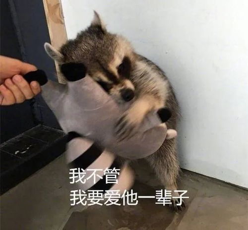 表情包我不管,我要爱他一辈子