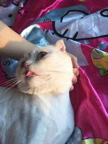 猫咪卖萌吐舌似小孩表情萌炸