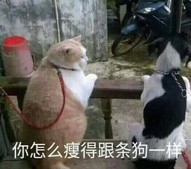 千万不要欺负弱小的橘猫,等橘猫长大了,你会输的很惨