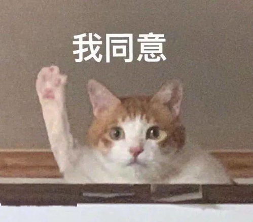 表情包咕噜噜噜噜噜噜