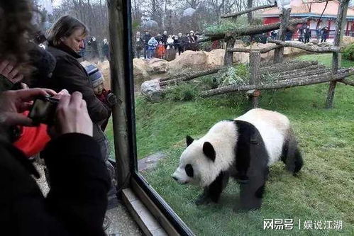 起底熊猫租借真相,丫丫为何不能立刻回国孟菲斯动物园谁在撑腰