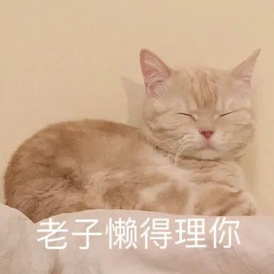 高频率使用的猫咪表情包第一期