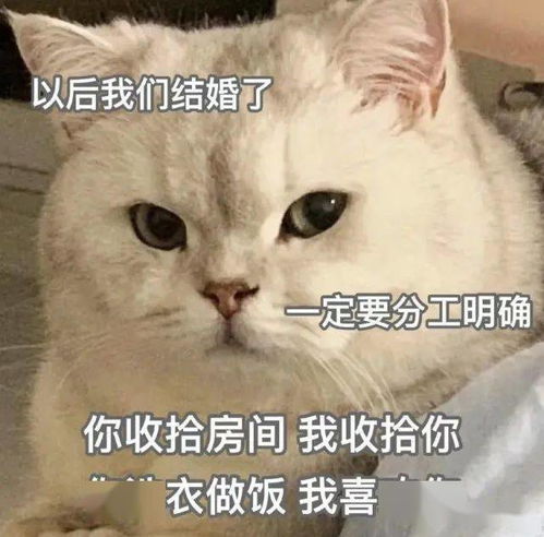 套路你家男朋友的可爱猫猫表情包集锦