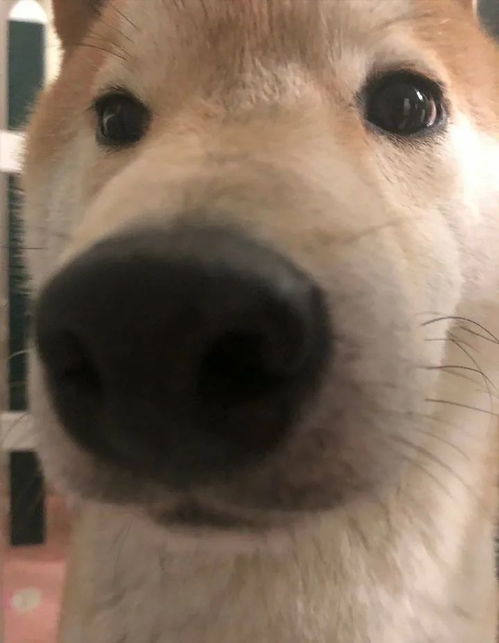 搞怪系头像狗狗好可爱
