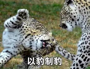 表情包丨可以说是非常豹笑了