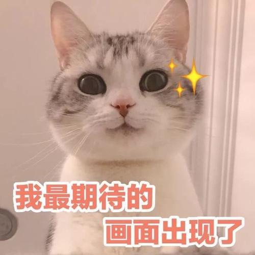 哇,可爱猫咪表情包来了,喜欢猫咪的快来收图,萌得我一塌糊涂