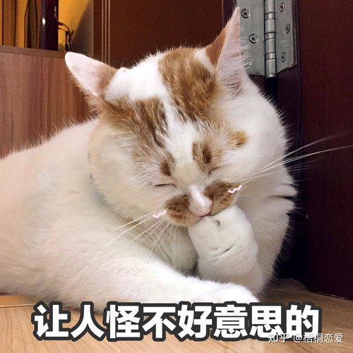沙雕又可爱的简短微信状态文案让人觉得你很有趣的微信状态
