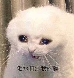 笑话段子,跟女友吃东西还aa活该你年年过单身客户