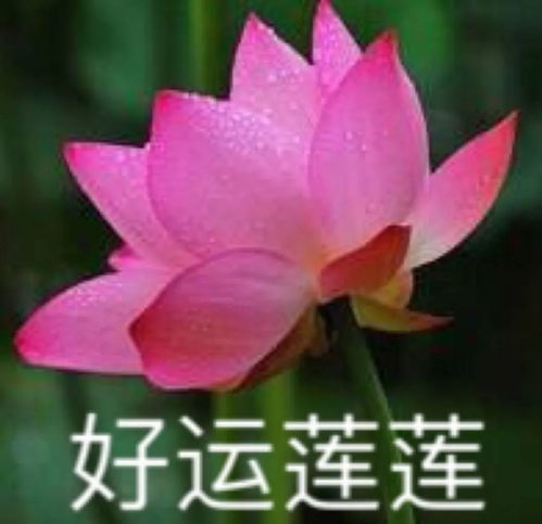 因为头像太骚,惨被亲妈吐槽像鸡...啊啊啊知道真相的我哇的一声哭出来...