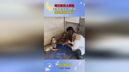 美女抓住土拨鼠,表情震惊不知所措,鼠鼠我呀太难了