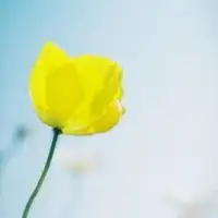 微信头像一朵花微信头像图片大全