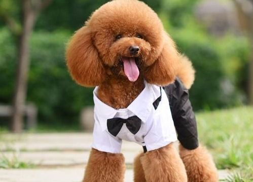 泰迪犬冷知识我敢打赌,你知道的不超过5个