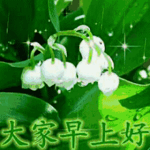 早上好,朋友圈中漂亮的问候祝福动态图片送给你,打开好心情
