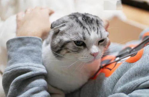 上了个厕所,回来后就看见这幅画面,我再也不想养猫了