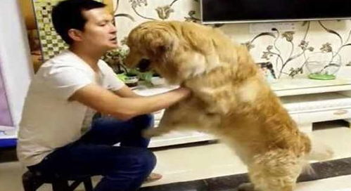 二哈犯错被主人罚站,它露出一脸委屈,主人见后在旁偷笑