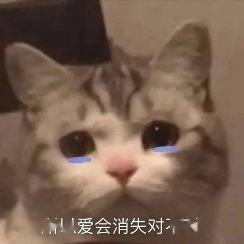 情侣万能聊天表情包老子的爱收好