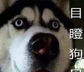 二哈搞笑表情大集合,确认过表情,血统都很纯正