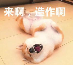 一点点是整个宇宙的表情包柴犬