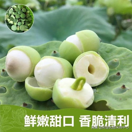千朵荷花香,万颗莲蓬甜