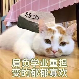 表情包丨关老子什么事