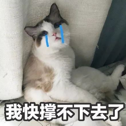 每日吸丨喵星人系列壁纸