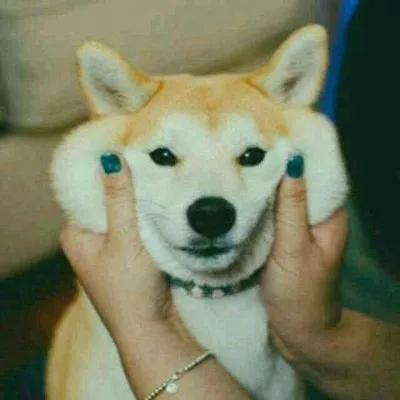 狗狗情头在一起,不离开