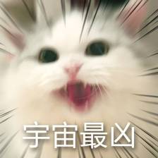 猫咪表情包,已完结堆糖,美好生活研究所超可爱猫咪表情包