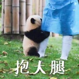 抱大腿图片表情包表情