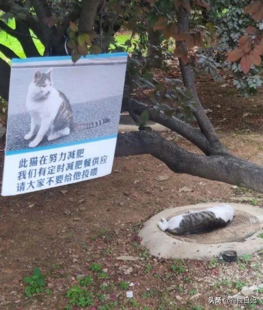 笑死我了,前女友寄来的分手礼物,听她说非常大补谁认识这个呀