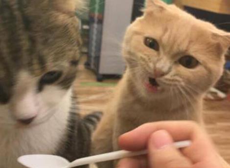 橘猫看到主人喂其他小猫,表情渐渐失控,张张都成表情包