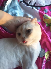 猫的表情包卖萌雪宝宝