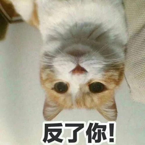 老板你听我解释