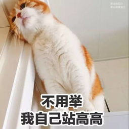 一大波猫咪表情包袭来,还不快接招