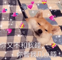 睡觉吧狗命重要表情包被窝