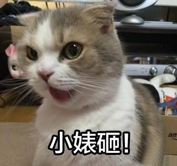 我家的猫脾气差又不听话,怎么办