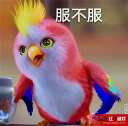 楚乔传鹦鹉是什么品种怎么来的楚乔传鹦鹉表情包盘点
