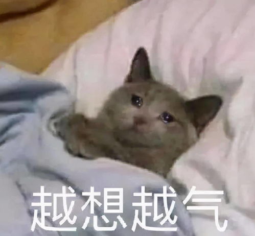 晾衣服,通下水道,开快递,暖脚喵原来我只是一只工具猫