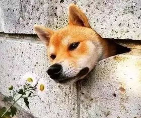 注意,墙里面有一个狗头