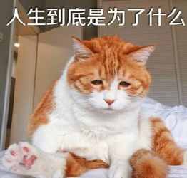 橘猫表情包大全橘猫表情包是哪只猫橘猫表情包出处