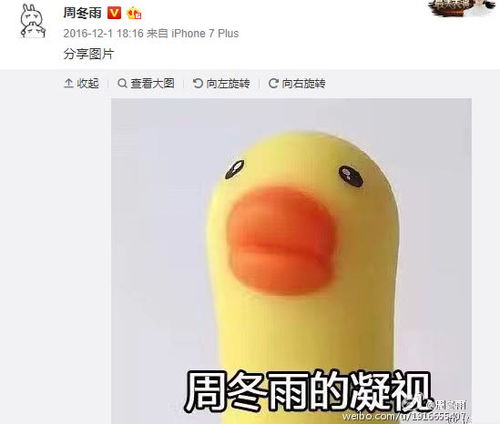 周冬雨小黄鸭版表情包小鸭子