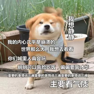 9.17可爱逗比的汪星人表情包,都怪我过分优秀