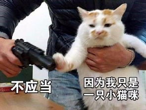 你死了表情包喵星球