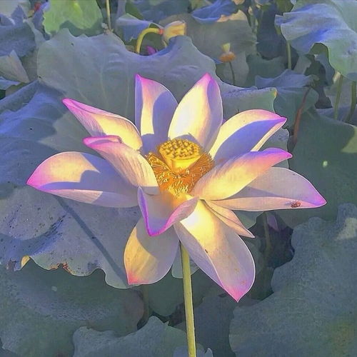 哔哩哔哩专栏
