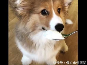 柯基吃到酸奶,表情从淡定变成不可置信这狗子可以做表情包了