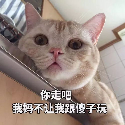 最火抖音表情包你走吧,我妈不让我跟傻子玩